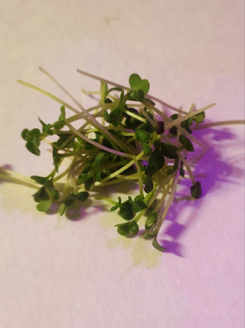 Звенигород, образование, бизнес-проекты, развитие предпринимательства, школа