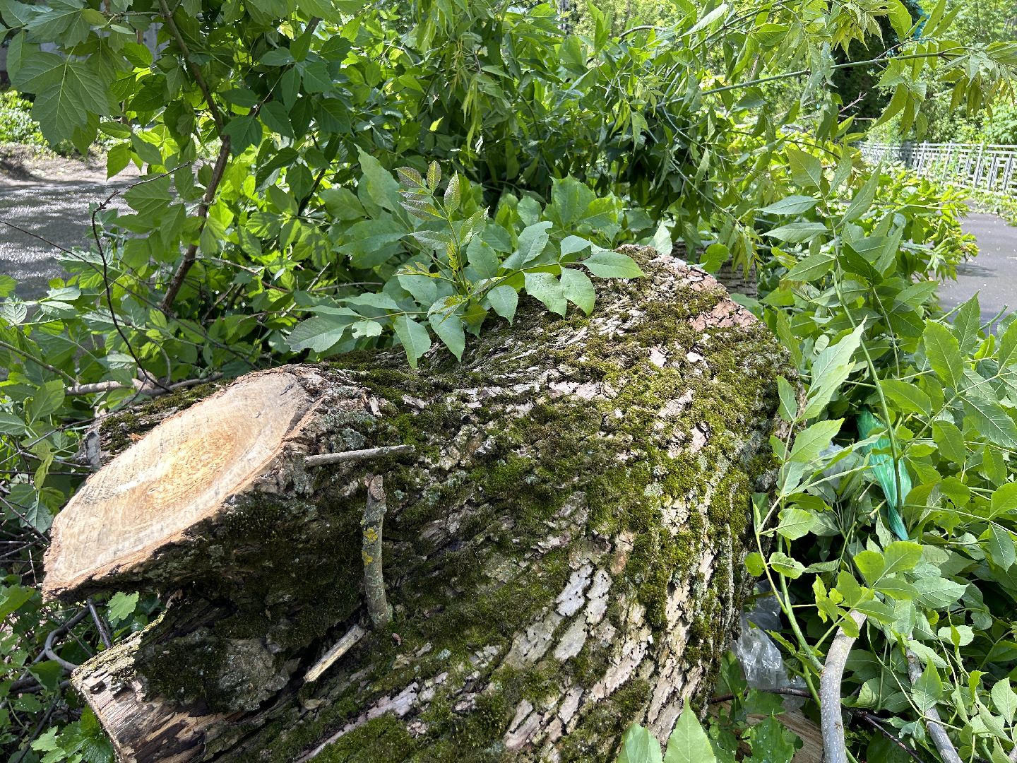 Благоустройство, коммунальные службы, Щелково