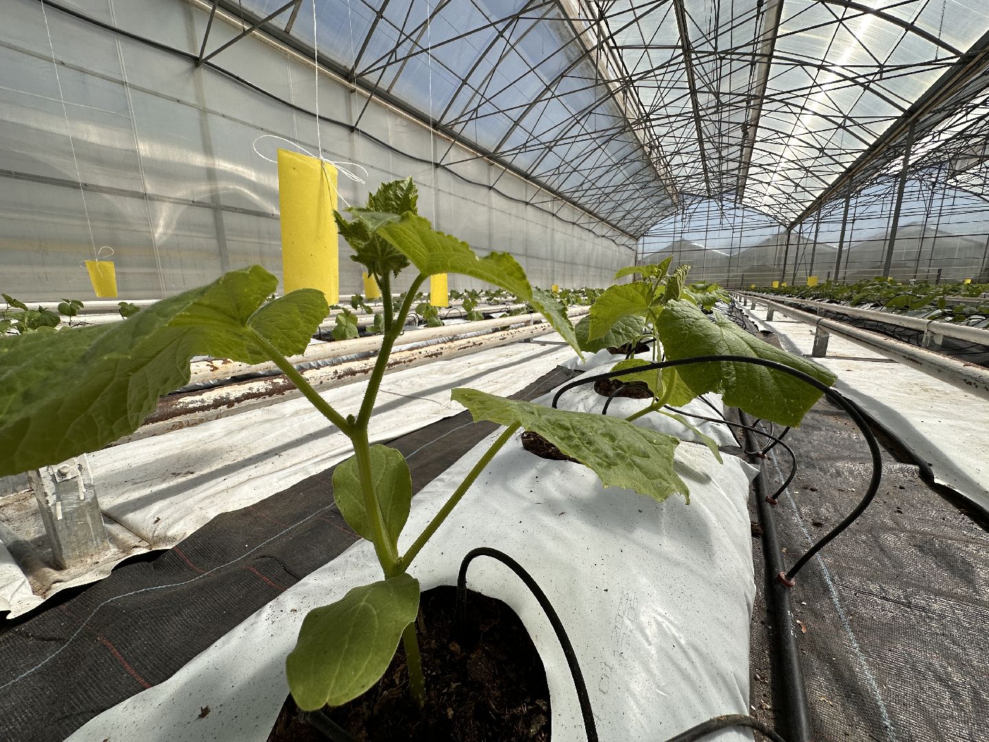 Одинцово, ВНИИСОК, Сельское хозяйство, Урожай, Подмосковье