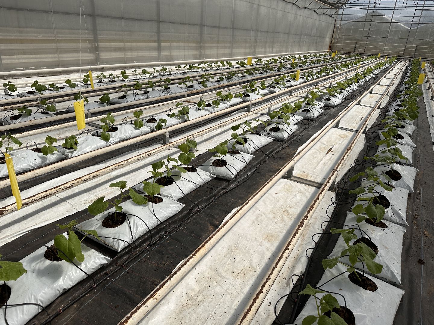 Одинцово, ВНИИСОК, Сельское хозяйство, Урожай, Подмосковье