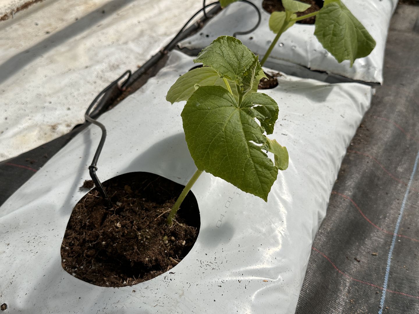 Одинцово, ВНИИСОК, Сельское хозяйство, Урожай, Подмосковье