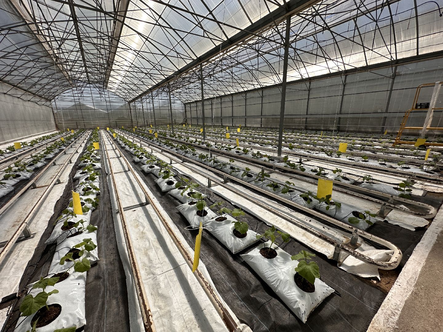 Одинцово, ВНИИСОК, Сельское хозяйство, Урожай, Подмосковье