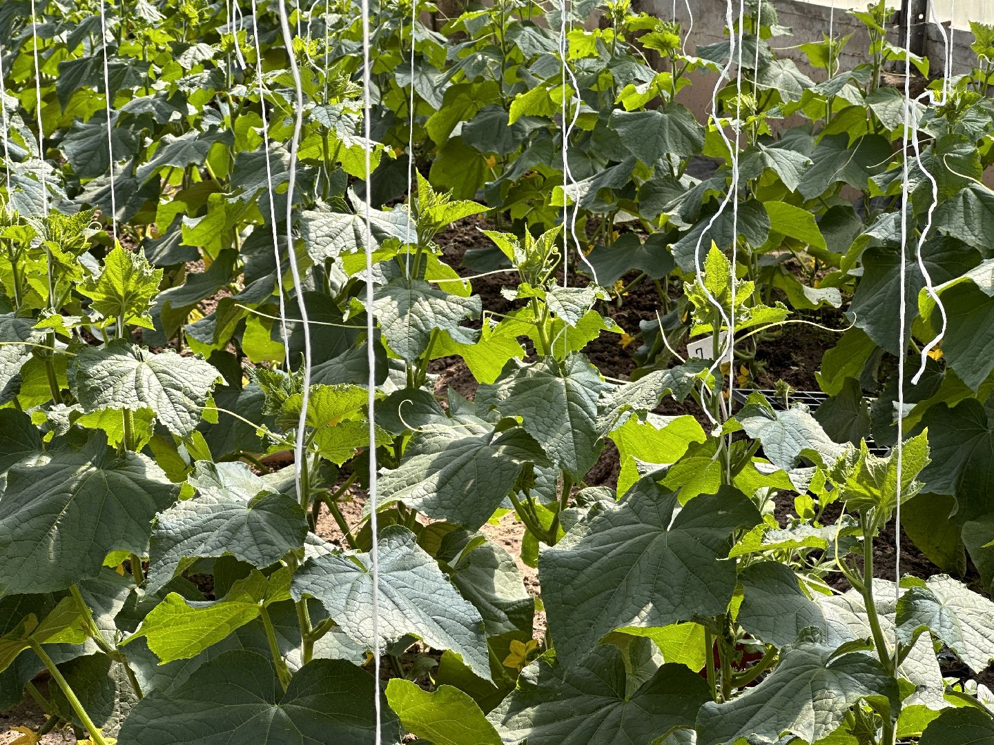 Одинцово, ВНИИСОК, Сельское хозяйство, Урожай, Подмосковье