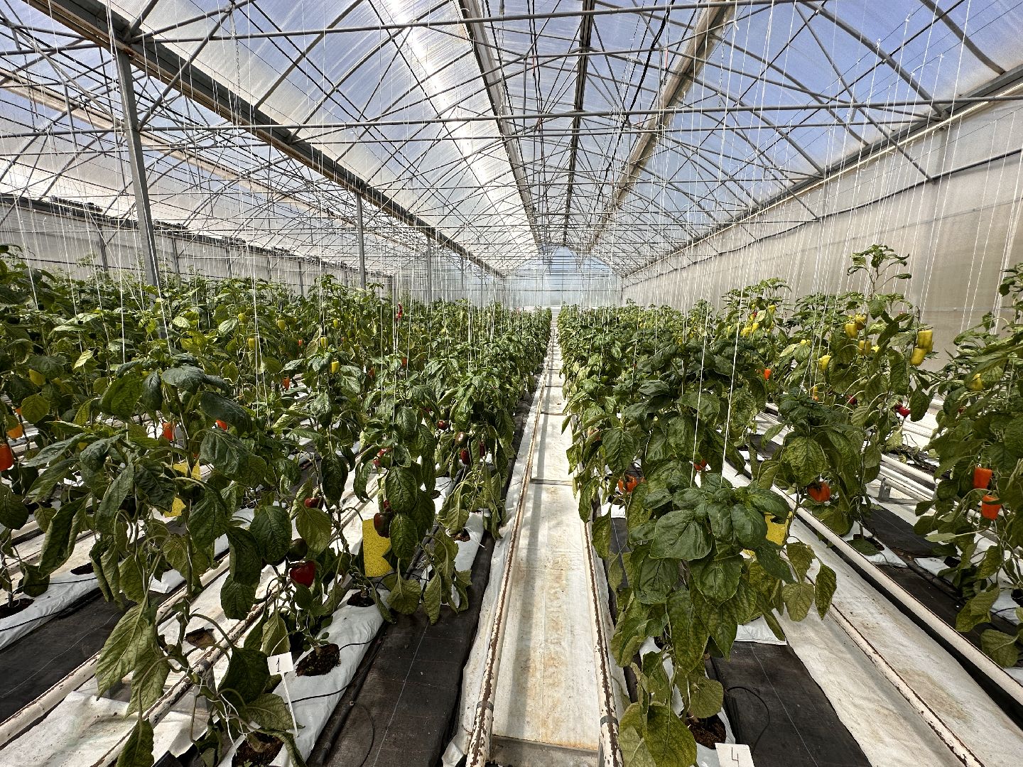 Одинцово, ВНИИСОК, Продовольственная Безопасность, томаты, помидоры, овощи, перец