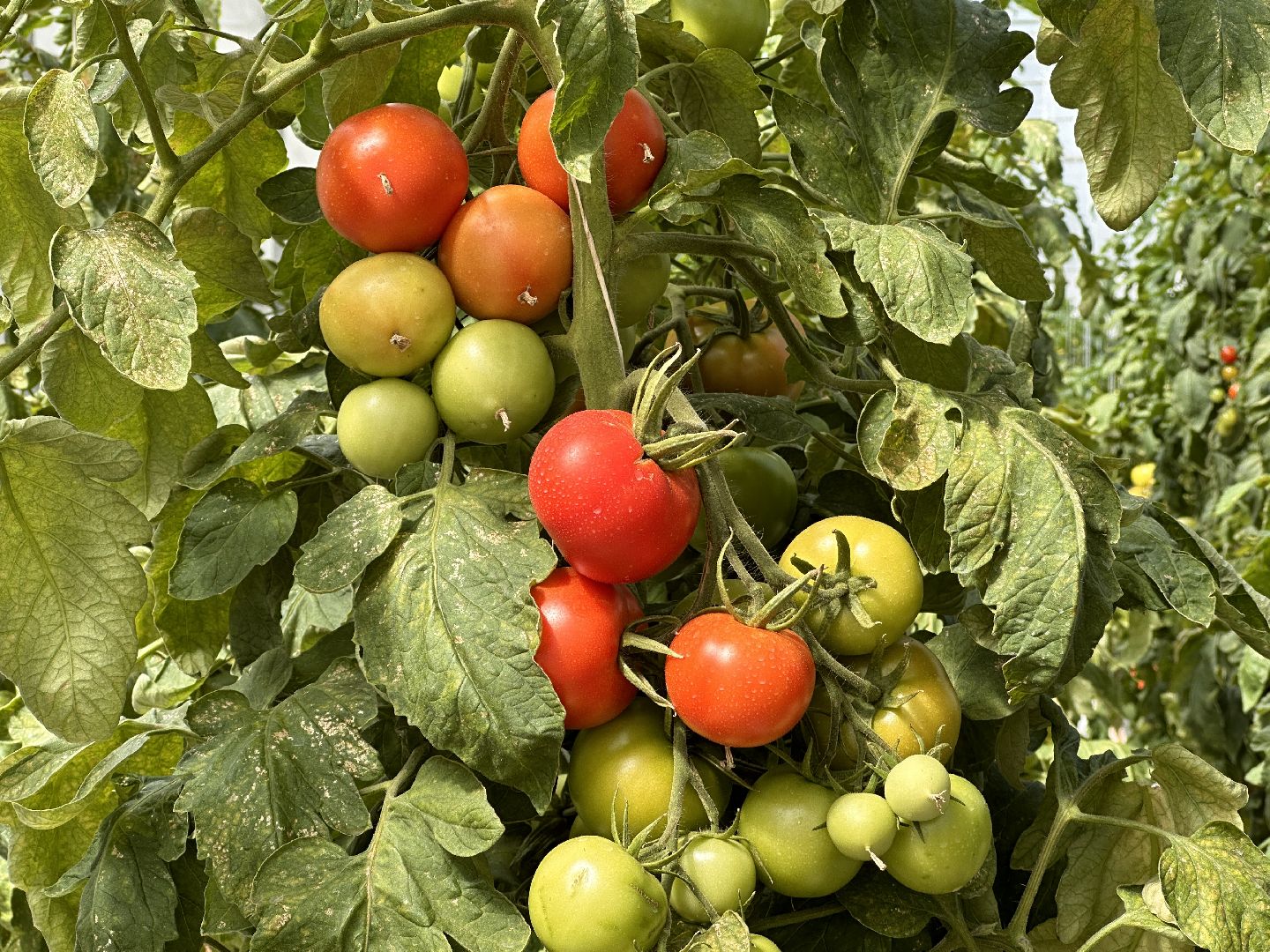 Одинцово, ВНИИСОК, Продовольственная Безопасность, томаты, помидоры, овощи, перец