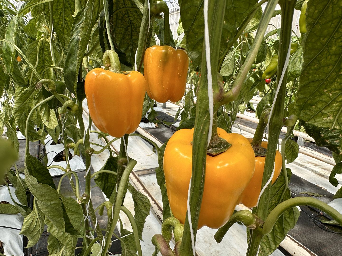 Одинцово, ВНИИСОК, Продовольственная Безопасность, томаты, помидоры, овощи, перец