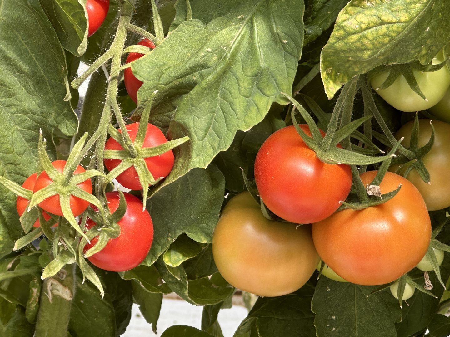 Одинцово, ВНИИСОК, Продовольственная Безопасность, томаты, помидоры, овощи, перец