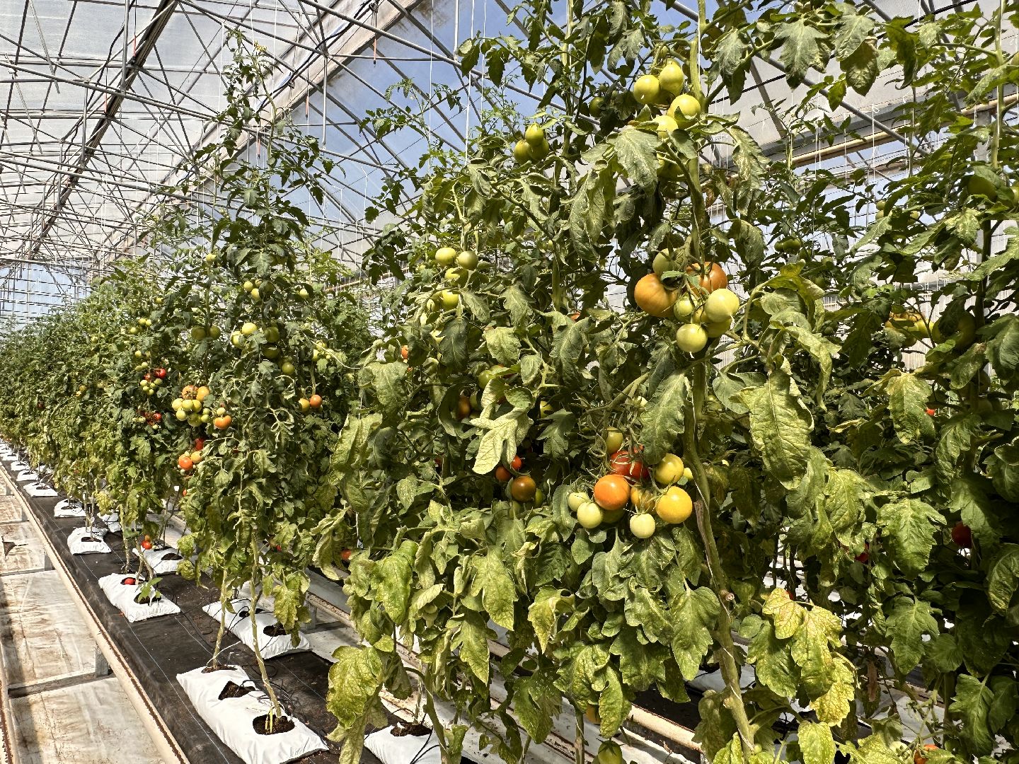 Одинцово, ВНИИСОК, Продовольственная Безопасность, томаты, помидоры, овощи, перец