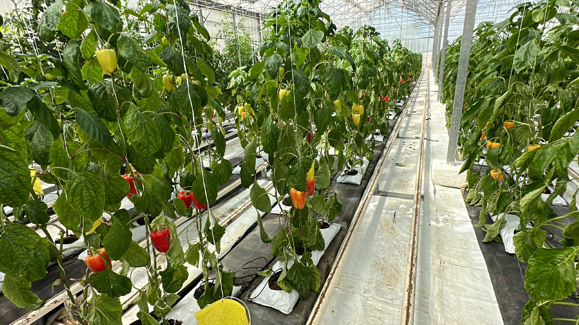 Одинцово, ВНИИСОК, Продовольственная Безопасность, томаты, помидоры, овощи, перец