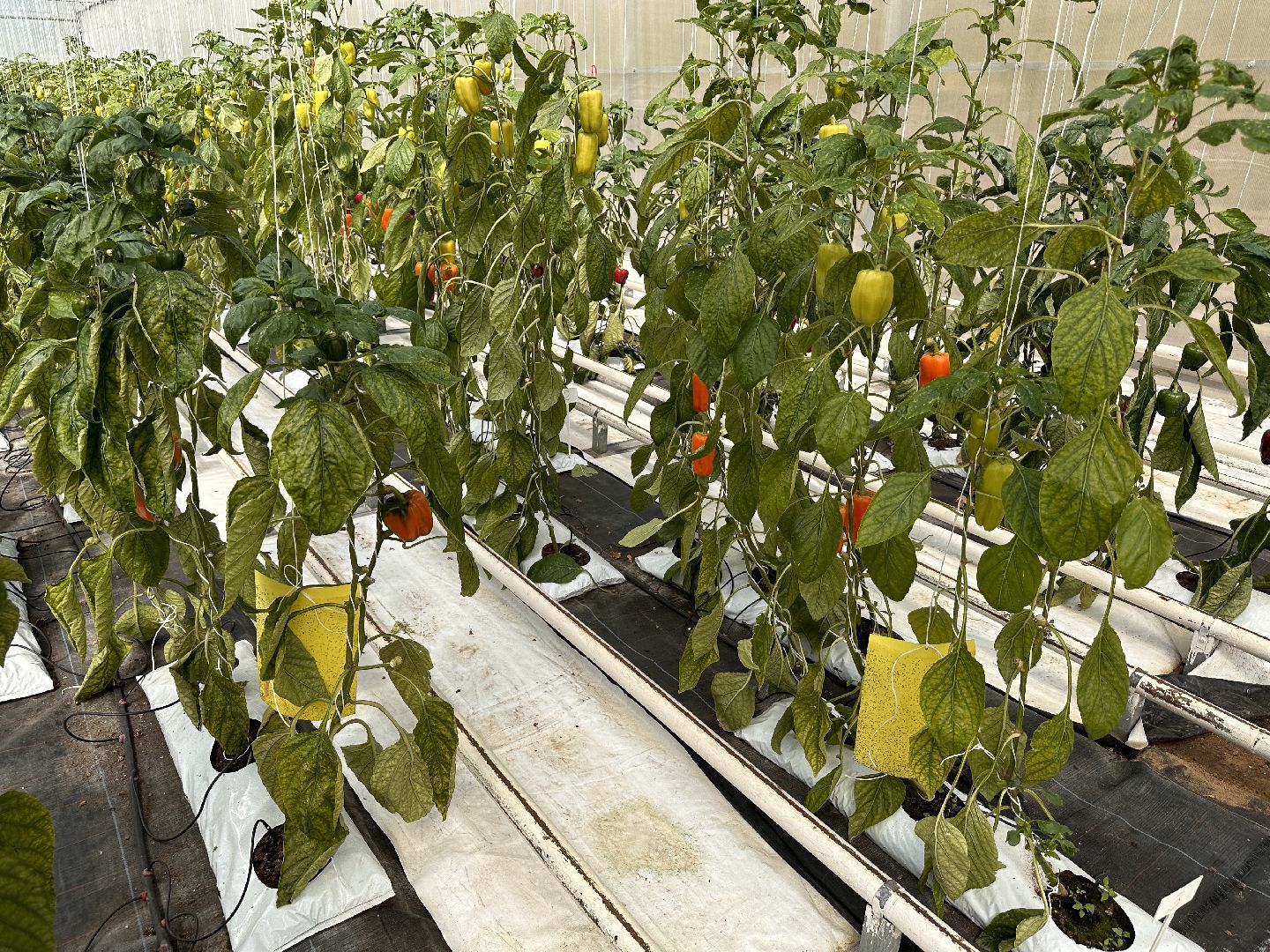 Одинцово, ВНИИСОК, Продовольственная Безопасность, томаты, помидоры, овощи, перец