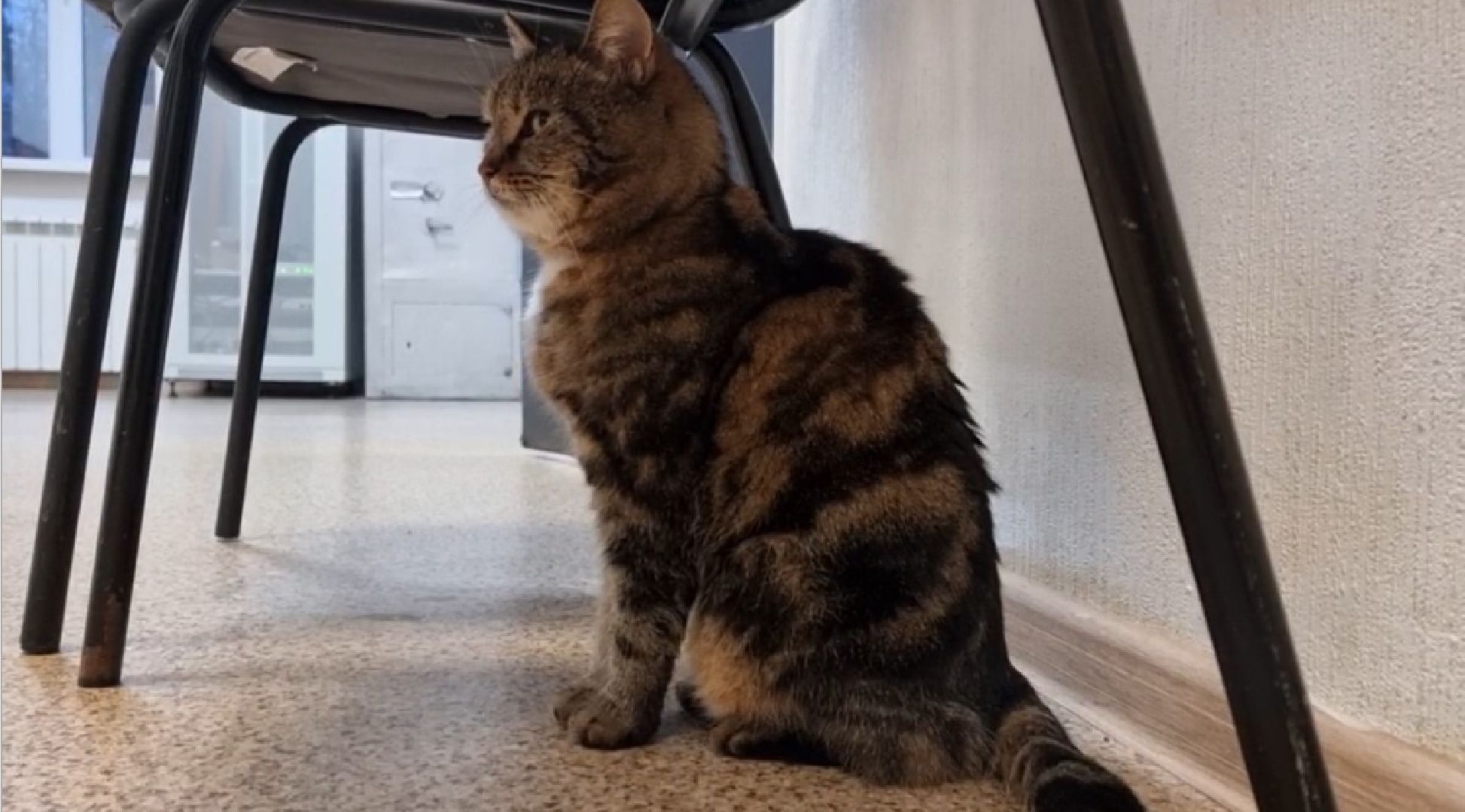 Щёлково, общество