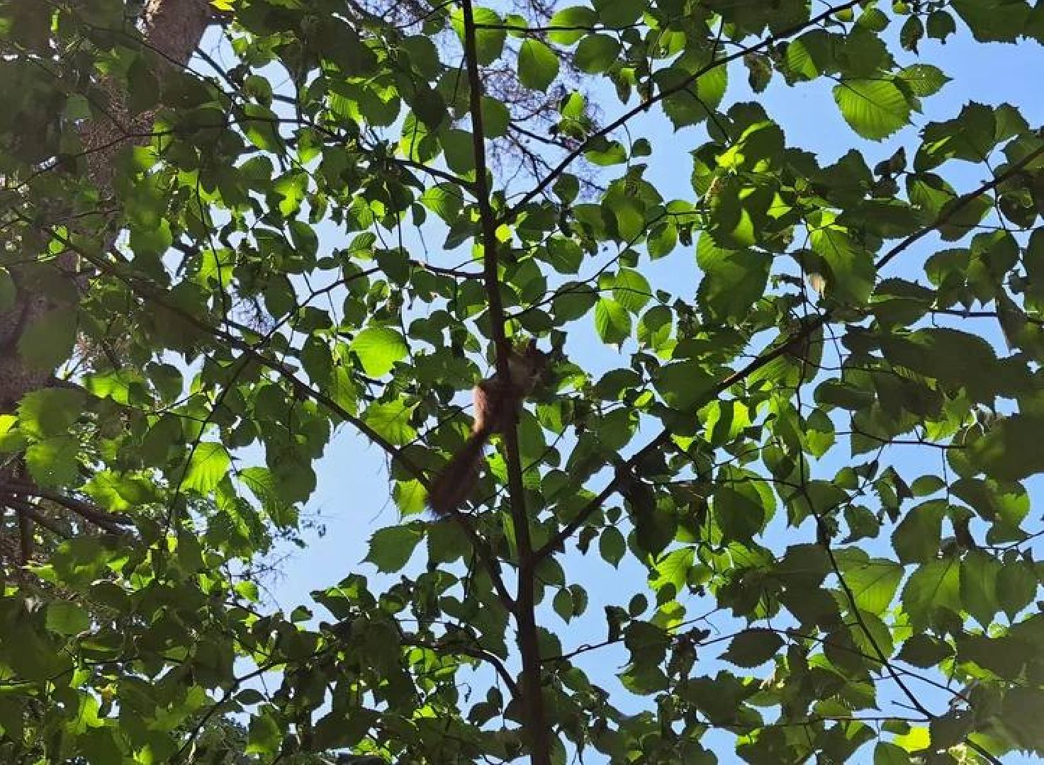 Старая Руза, общество, животные, белка, братья меньшие, Рузский округ