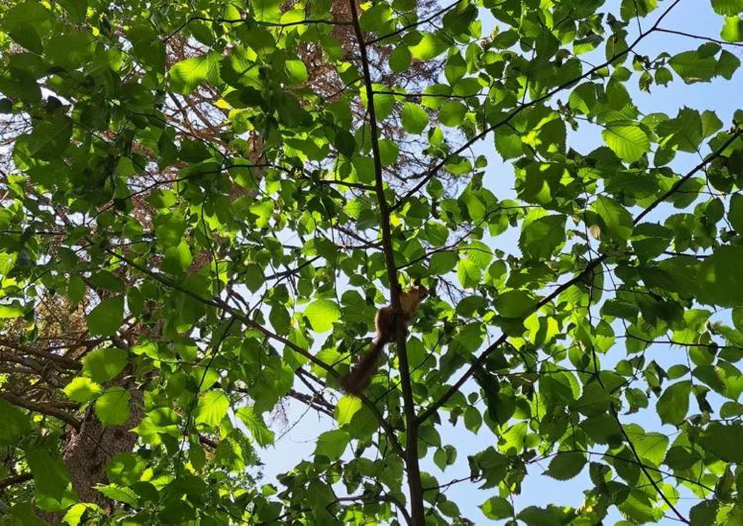 Старая Руза, общество, животные, белка, братья меньшие, Рузский округ