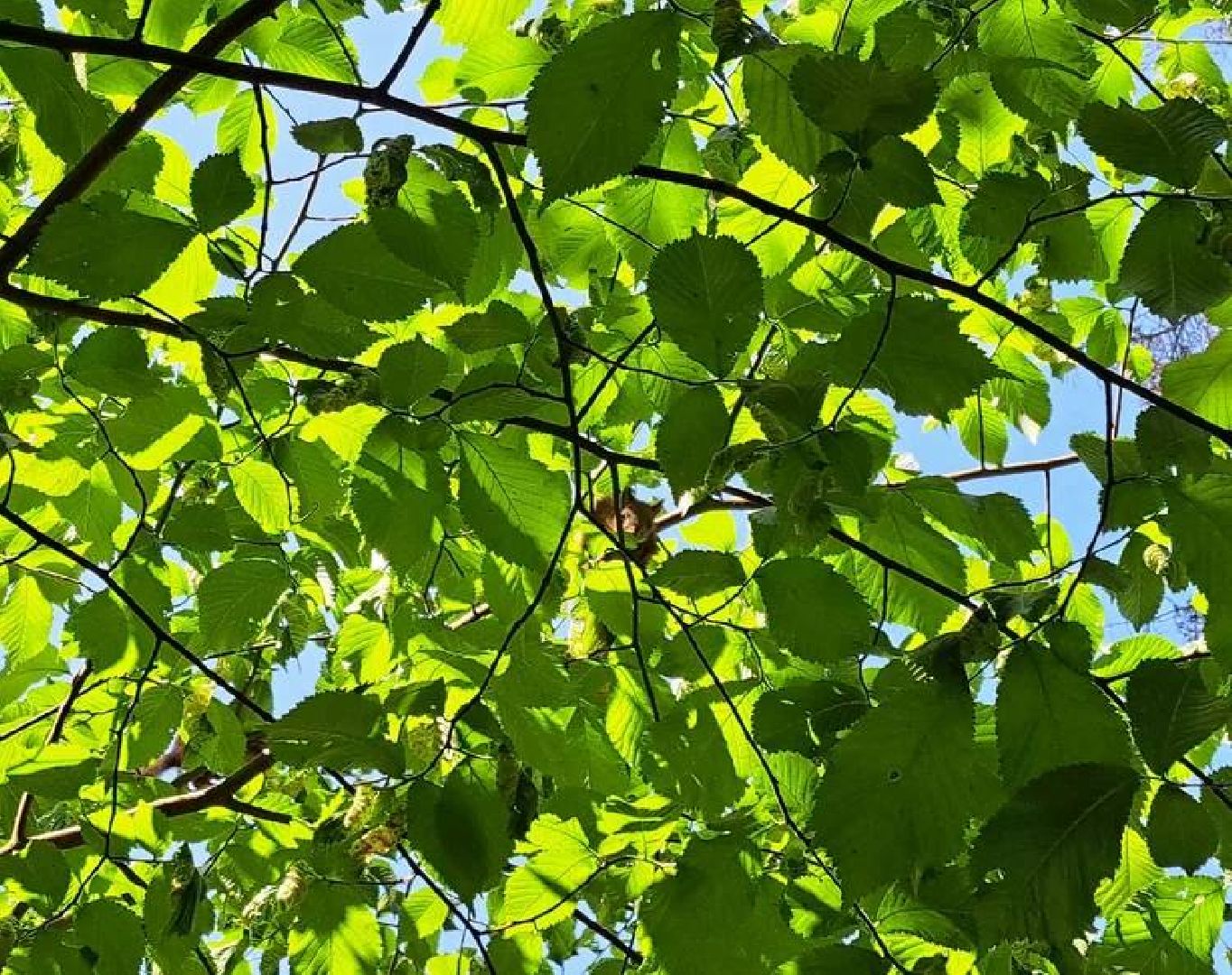 Старая Руза, общество, животные, белка, братья меньшие, Рузский округ