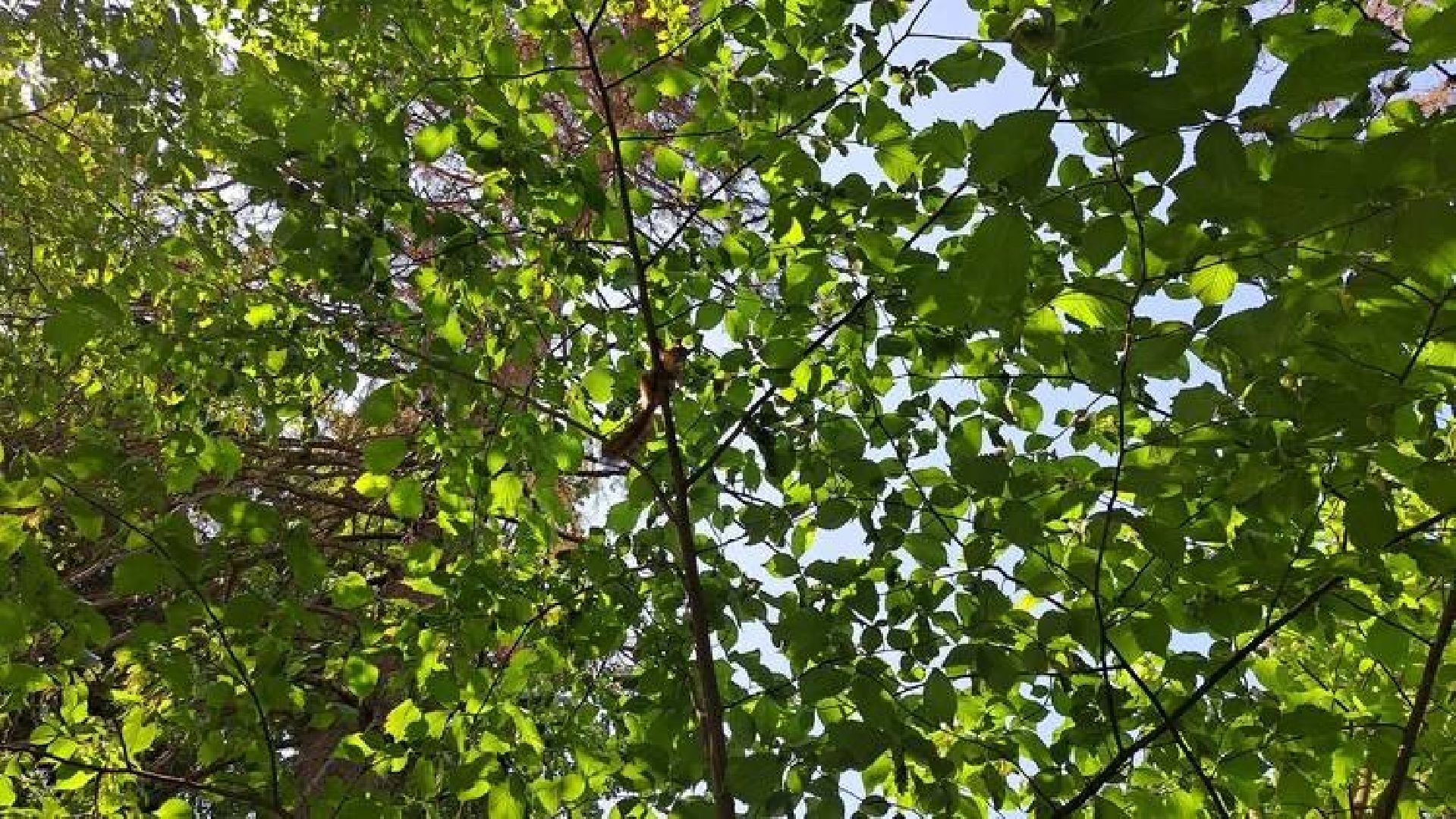 Старая Руза, общество, животные, белка, братья меньшие, Рузский округ