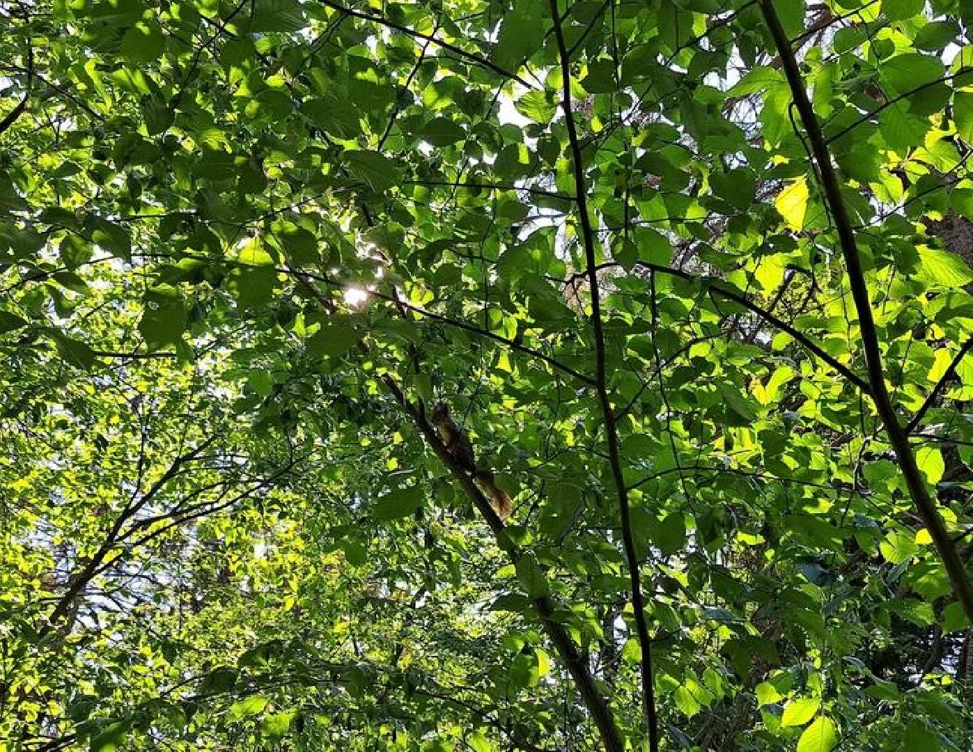 Старая Руза, общество, животные, белка, братья меньшие, Рузский округ