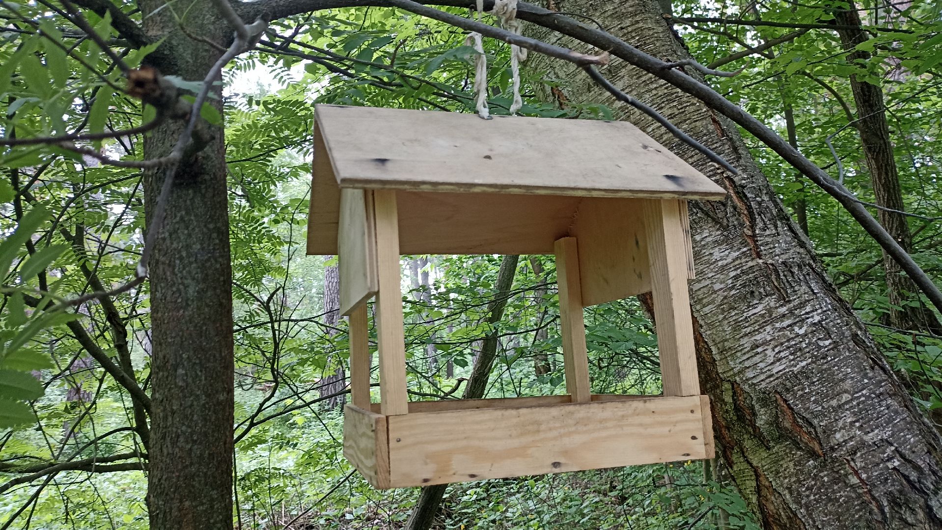 Серпухов, Подмосковье, стадион, белки, реконструкция