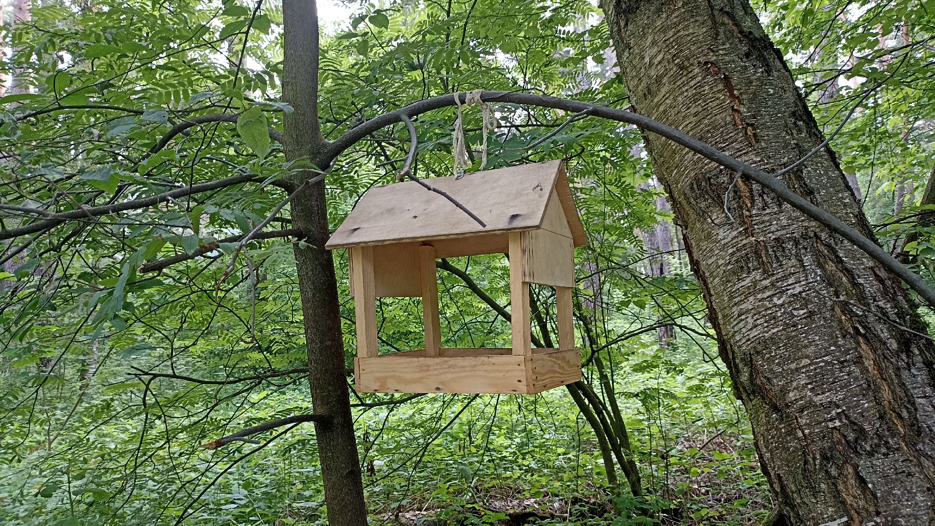 Серпухов, Подмосковье, стадион, белки, реконструкция