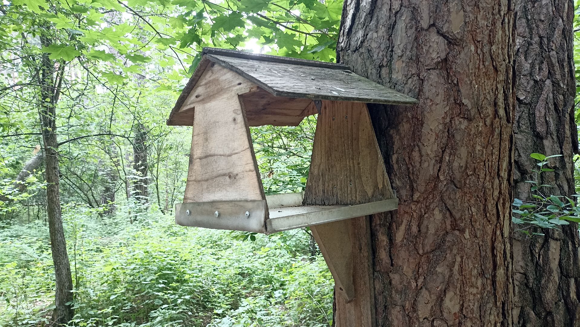 Серпухов, Подмосковье, стадион, белки, реконструкция