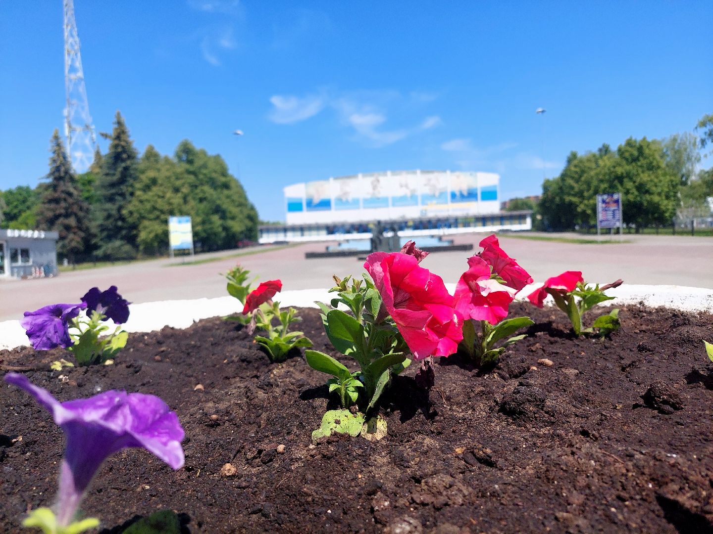 благоустройство, высадка цветов, город