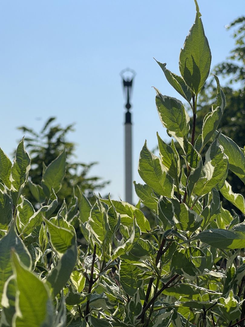 Одинцово, стела, монумент, христианство, благоустройство,