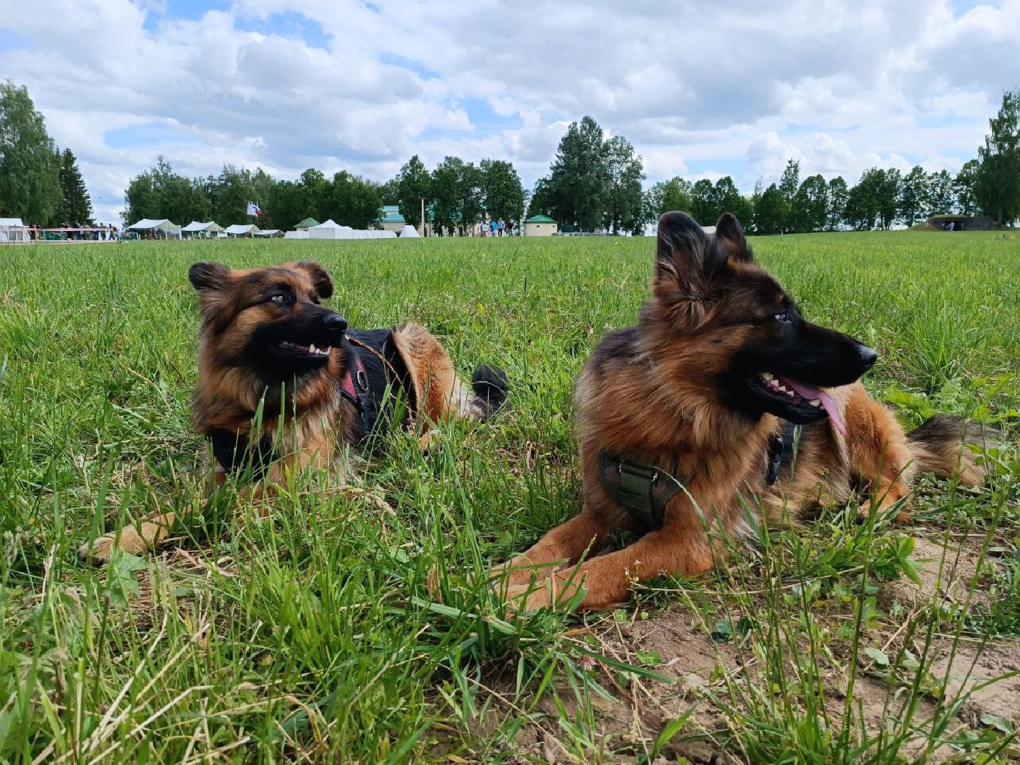 Можайск, Можайский городской округ, Подмосковье, служебные собаки, люди, дог-шоу, показательные выступления, собаки, дрессировка, кинолог