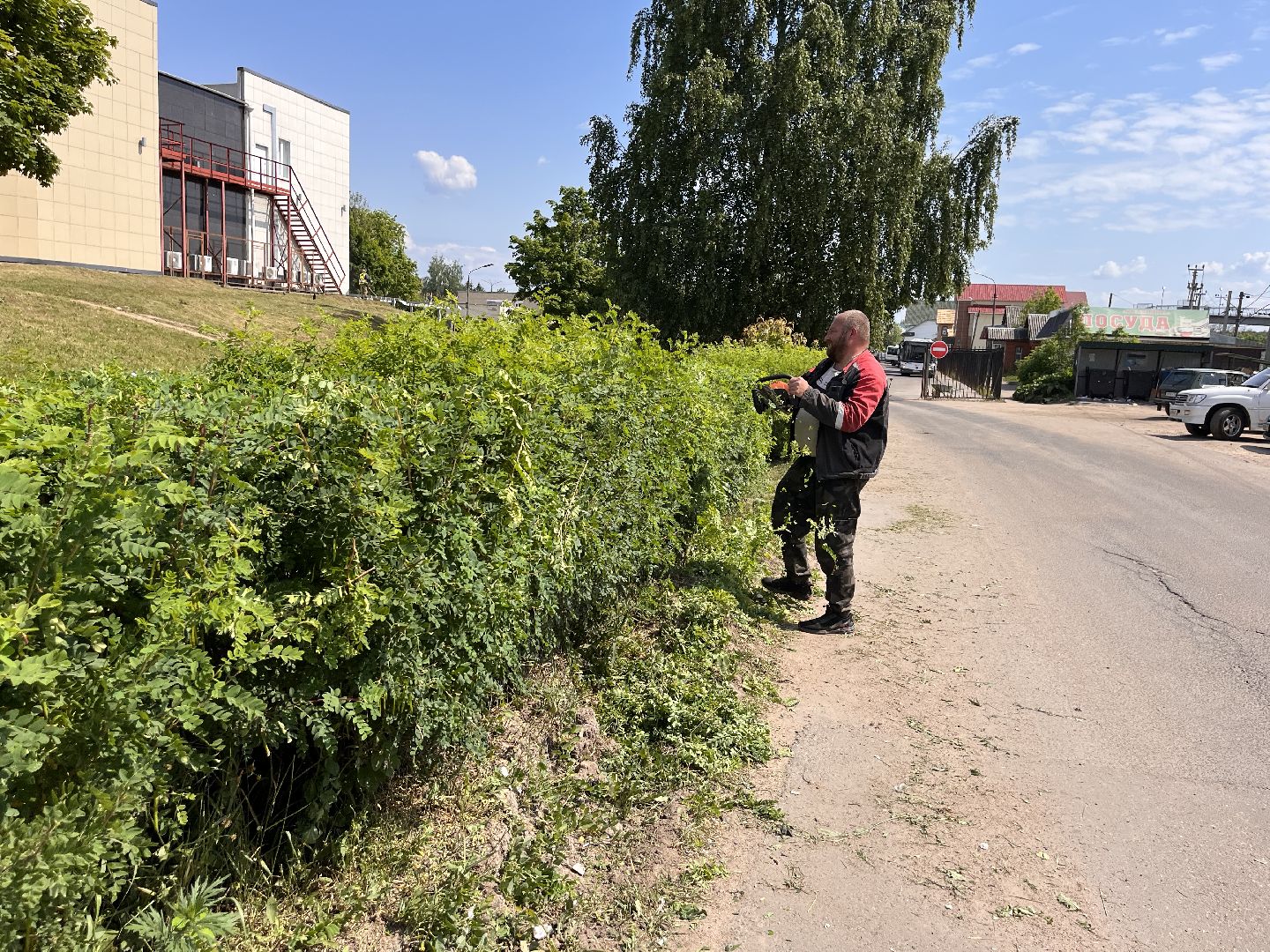Шаховская, покос, трава