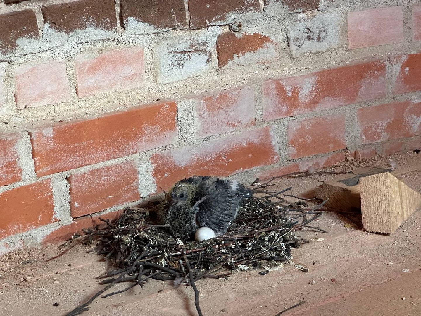 Можайск, Можайский городской округ, Подмосковье, голуби, православный храм, колокольня, Никольский собор, птенцы, гнездо, потомство