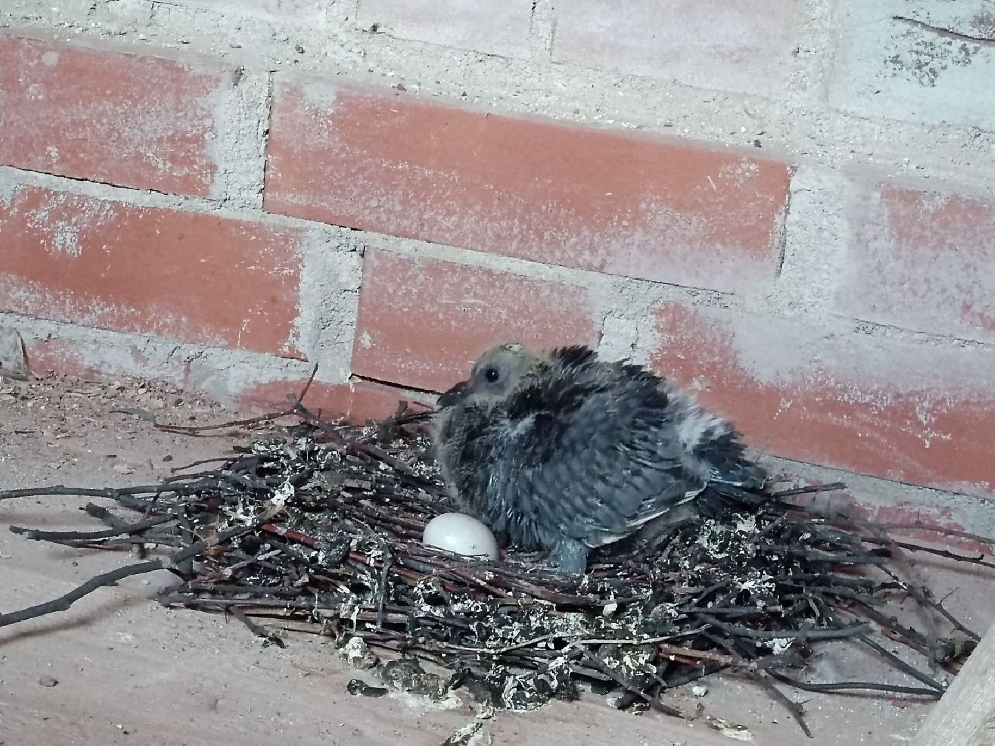 Можайск, Можайский городской округ, Подмосковье, голуби, православный храм, колокольня, Никольский собор, птенцы, гнездо, потомство