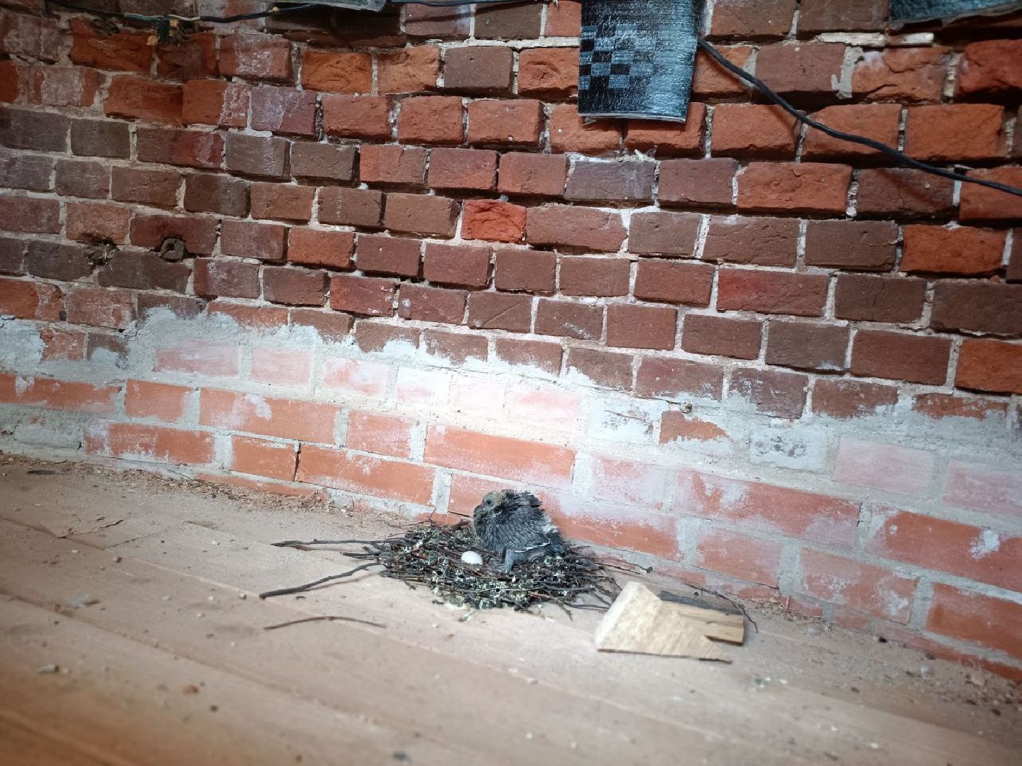 Можайск, Можайский городской округ, Подмосковье, голуби, православный храм, колокольня, Никольский собор, птенцы, гнездо, потомство