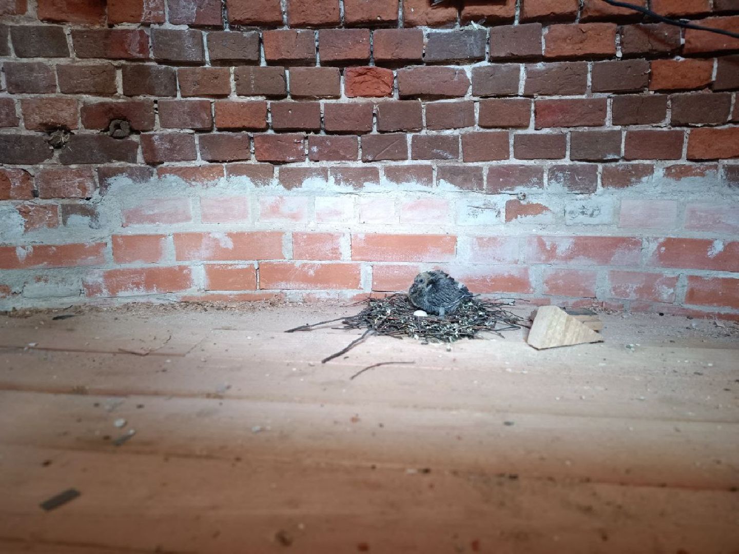 Можайск, Можайский городской округ, Подмосковье, голуби, православный храм, колокольня, Никольский собор, птенцы, гнездо, потомство