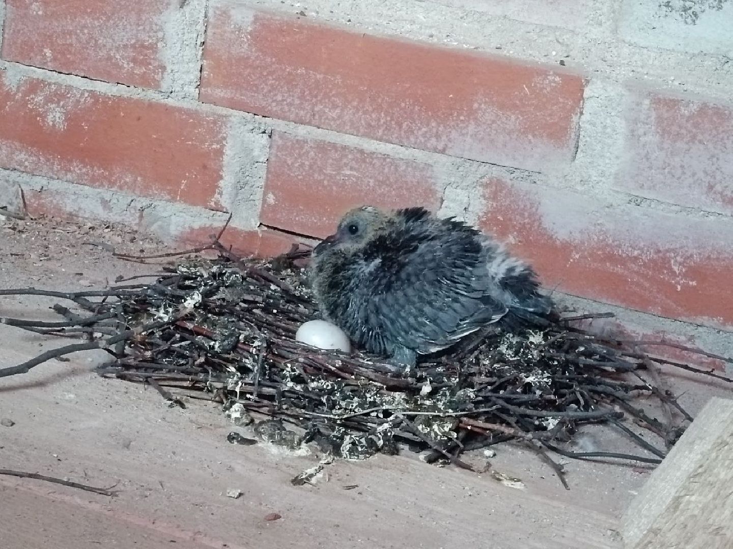 Можайск, Можайский городской округ, Подмосковье, голуби, православный храм, колокольня, Никольский собор, птенцы, гнездо, потомство