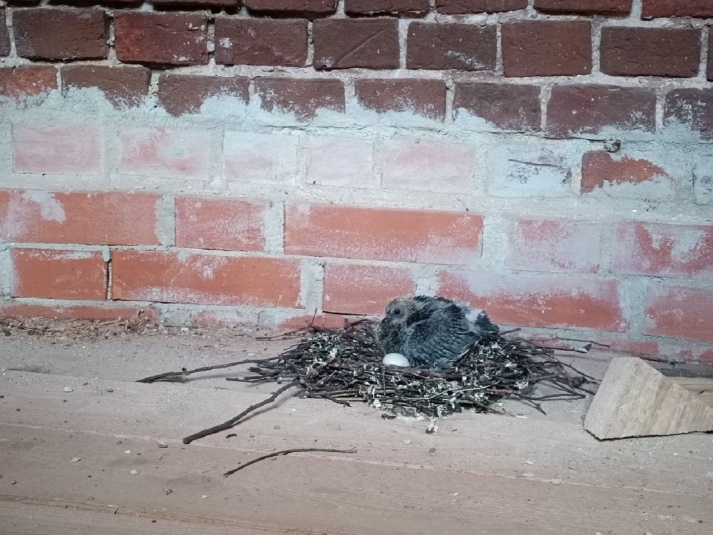 Можайск, Можайский городской округ, Подмосковье, голуби, православный храм, колокольня, Никольский собор, птенцы, гнездо, потомство