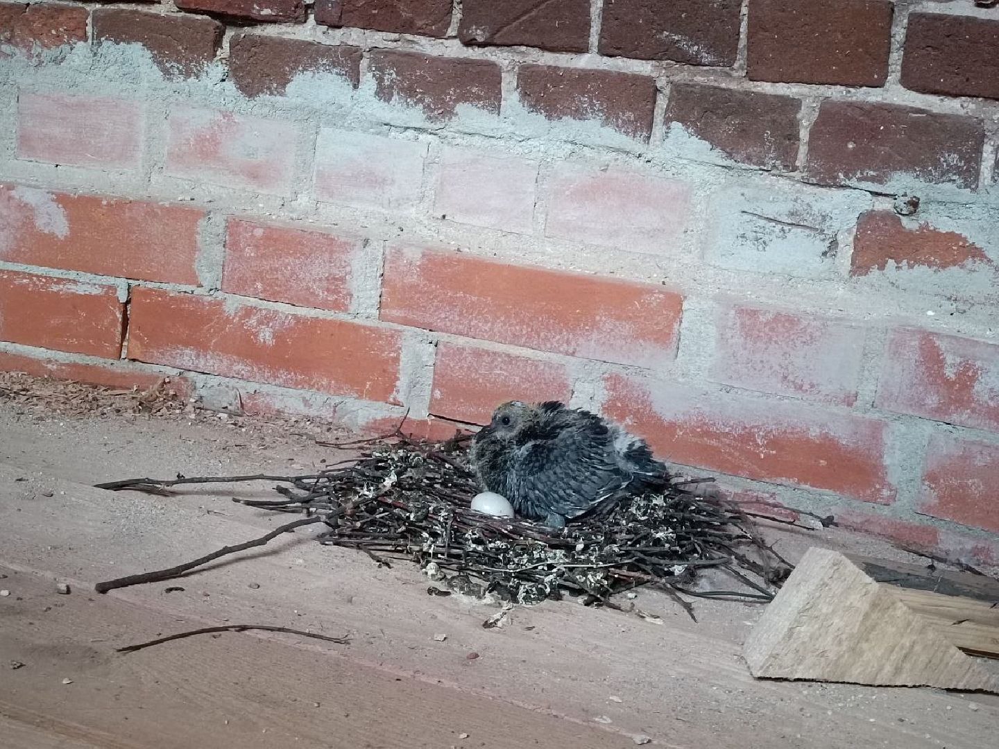 Можайск, Можайский городской округ, Подмосковье, голуби, православный храм, колокольня, Никольский собор, птенцы, гнездо, потомство