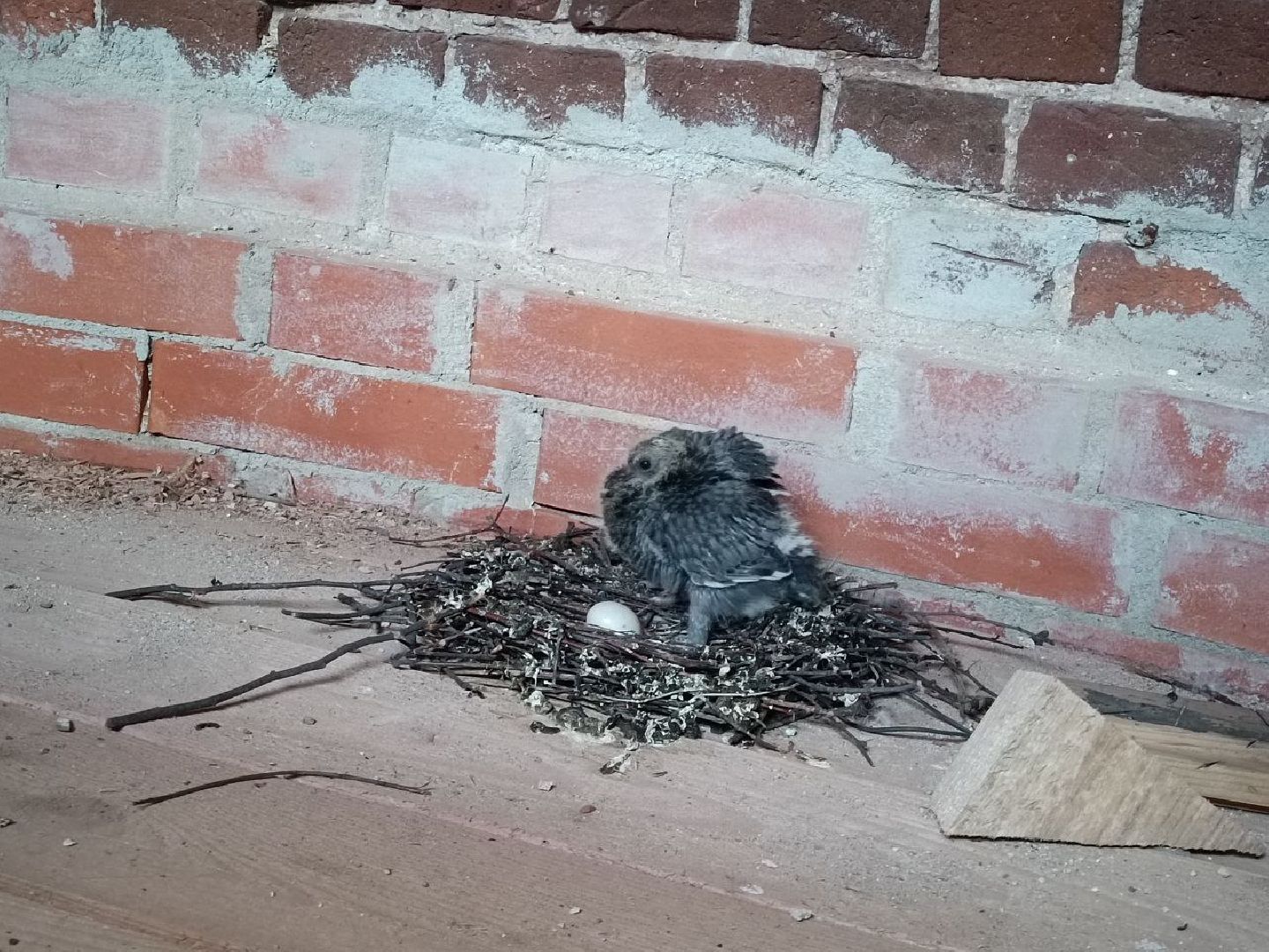 Можайск, Можайский городской округ, Подмосковье, голуби, православный храм, колокольня, Никольский собор, птенцы, гнездо, потомство