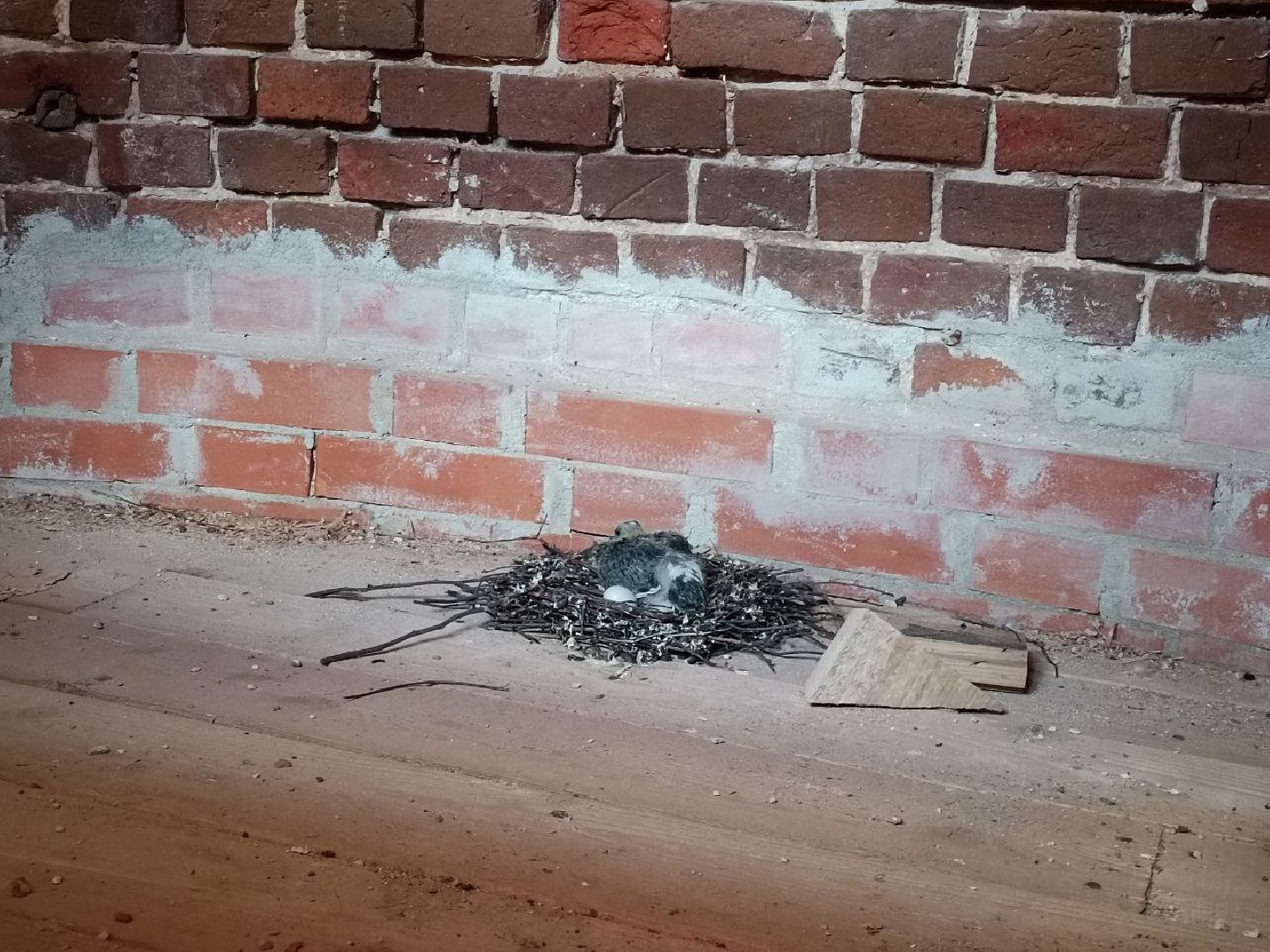 Можайск, Можайский городской округ, Подмосковье, голуби, православный храм, колокольня, Никольский собор, птенцы, гнездо, потомство