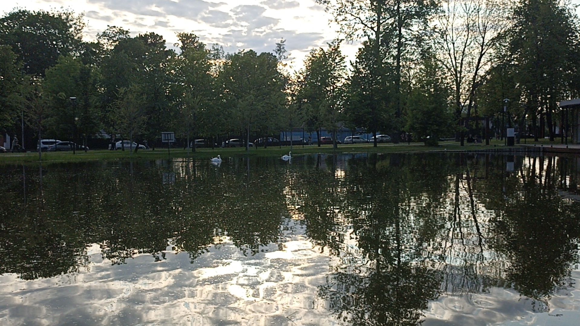 Серпухов, Подмосковье, парк, лебеди, пруд, отдых, семья