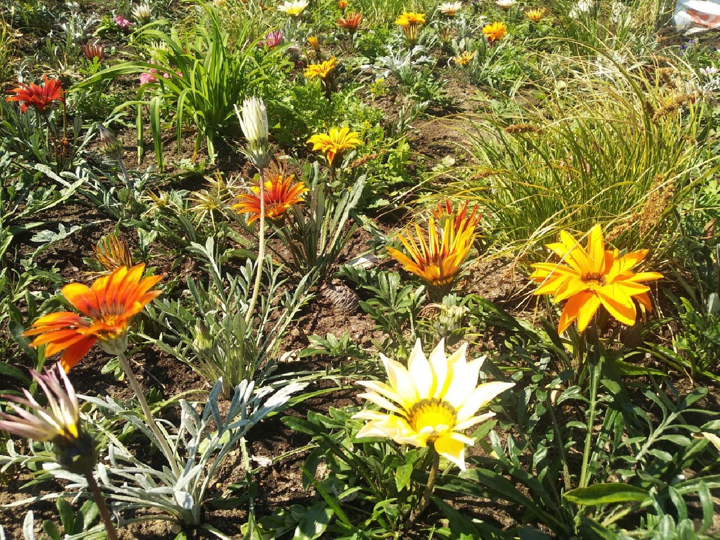 Дмитров, Озеленение, МКУ ЖКХ и благоустройство