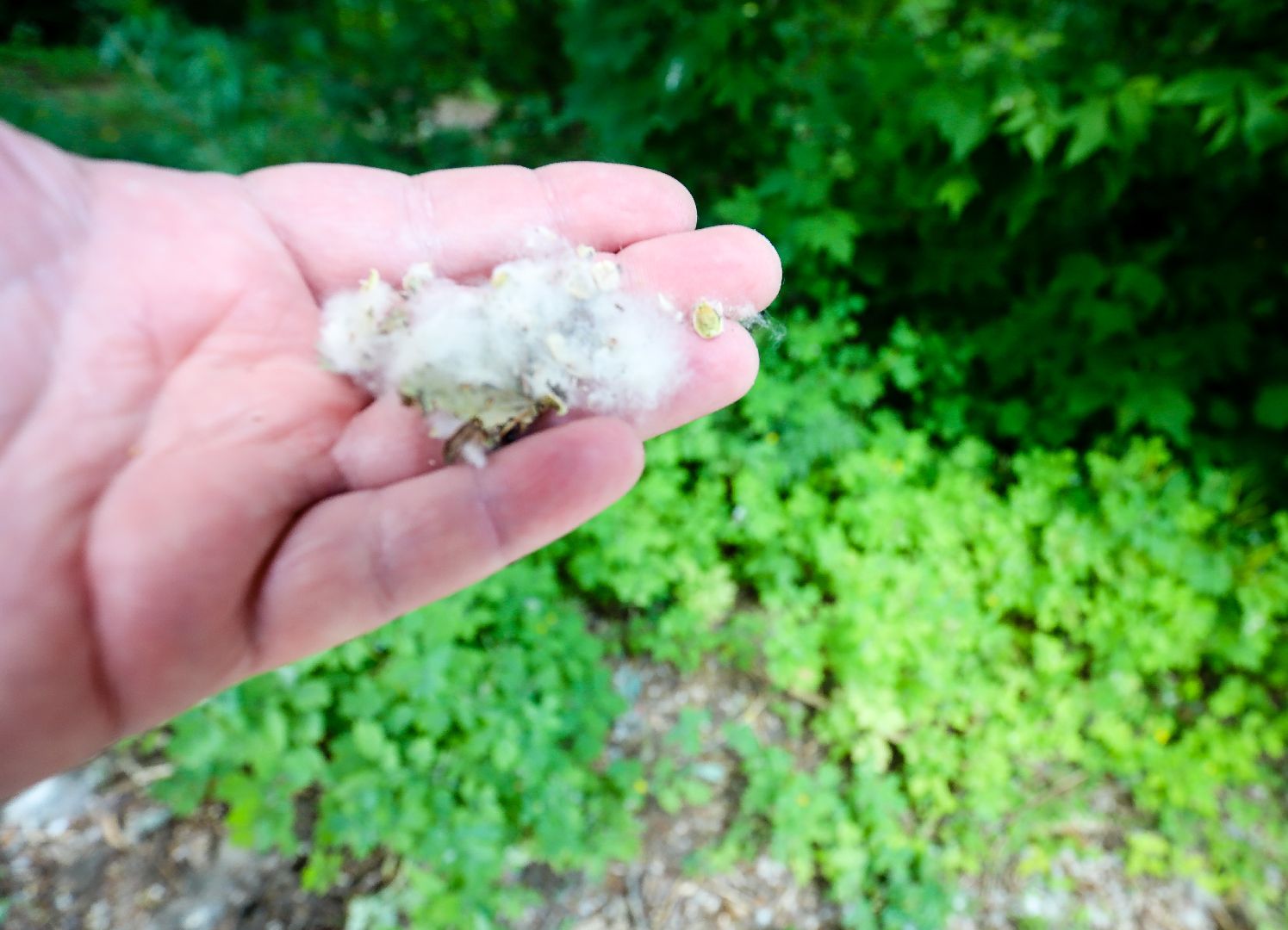 Кашира, аллергия, тополиный пух, пыльца, терапевт