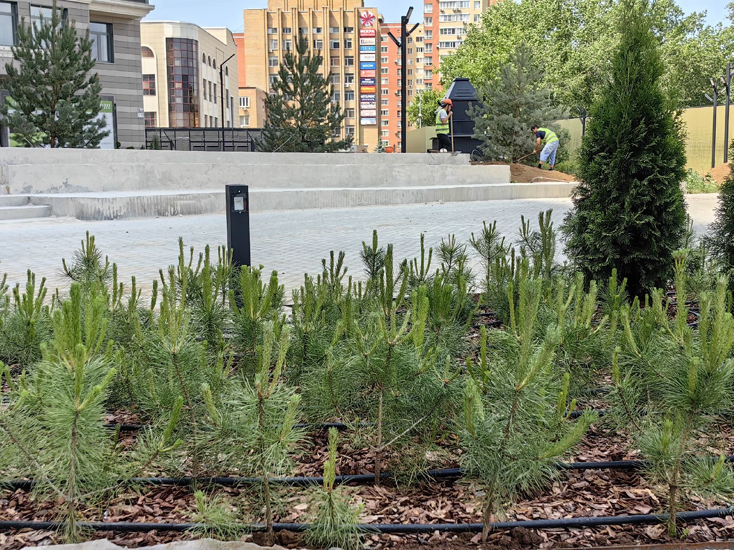 Деревья, цветы, озеленение, кустарники, территория, хвойные