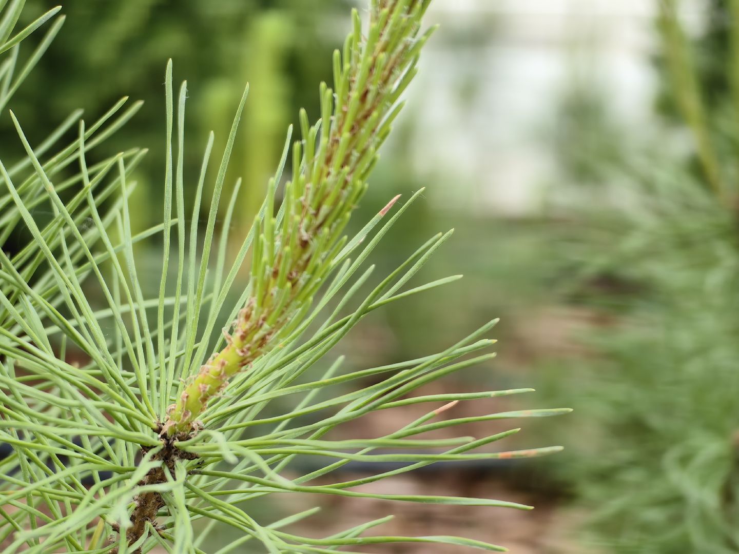 Деревья, цветы, озеленение, кустарники, территория, хвойные