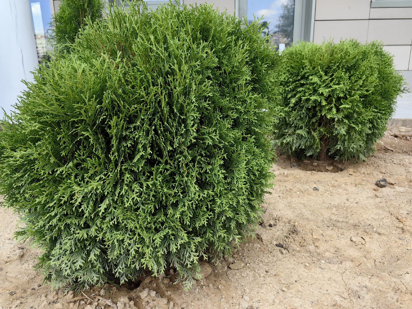 Деревья, цветы, озеленение, кустарники, территория, хвойные