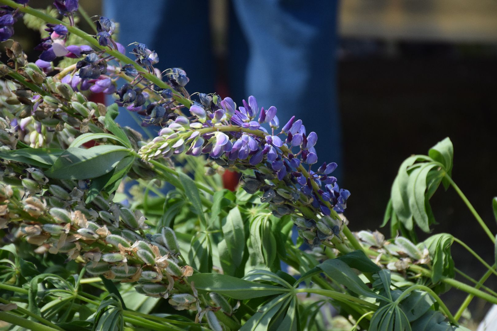 Павловский Посад, городской округ Павловский Посад, общество, люди, фестиваль, семья, традиции, венки