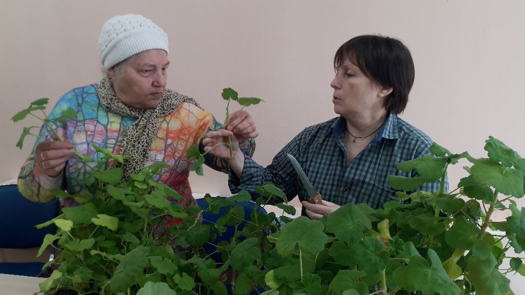 Руза, Сумароково, клуб садоводов, Рузское районное общество инвалидов, томаты