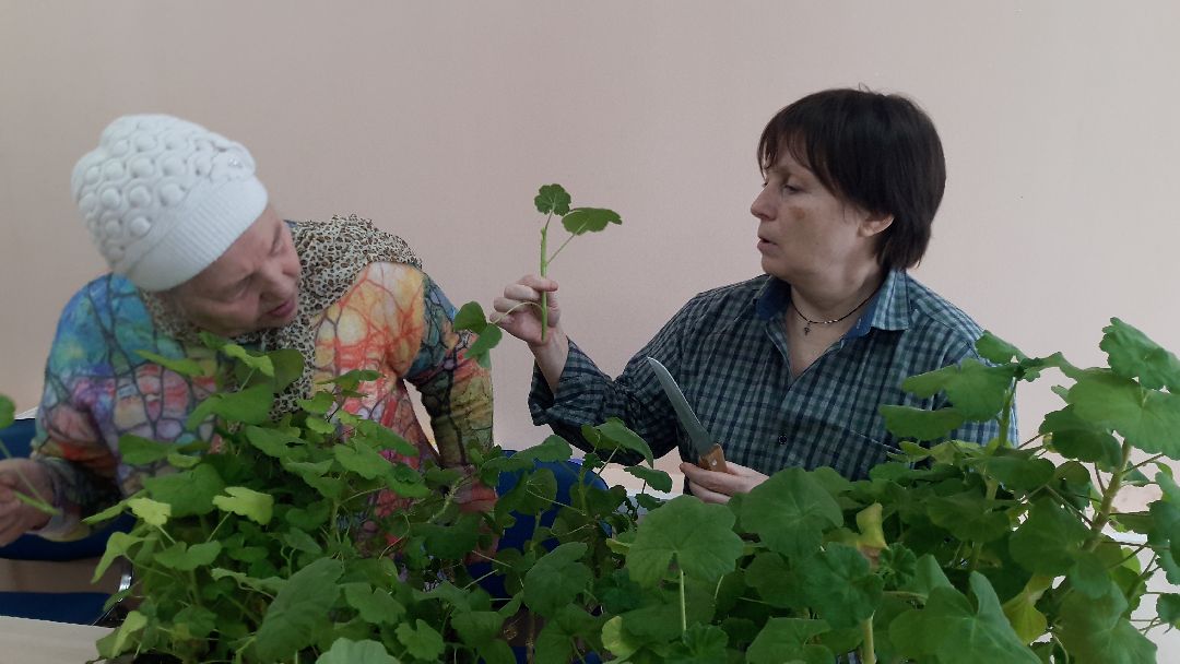 Руза, Сумароково, клуб садоводов, Рузское районное общество инвалидов, томаты