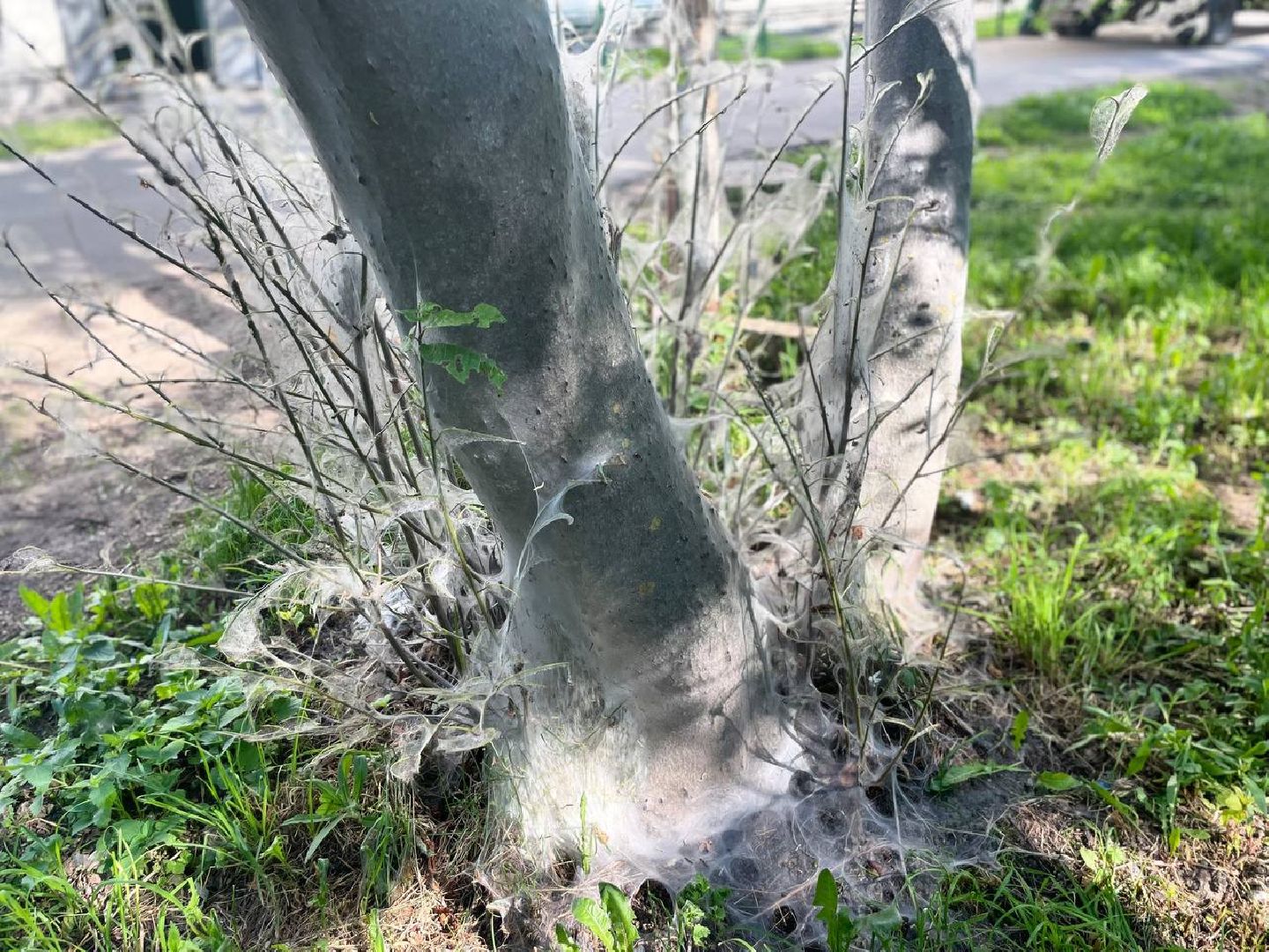 Сергиев Посад, Сергиево-Посадский городской округ, Черёмуха, Моль, Гусеницы, Природа