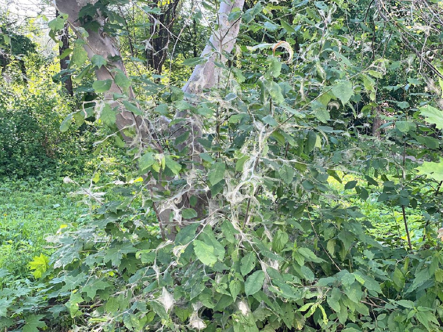 Сергиев Посад, Сергиево-Посадский городской округ, Черёмуха, Моль, Гусеницы, Природа