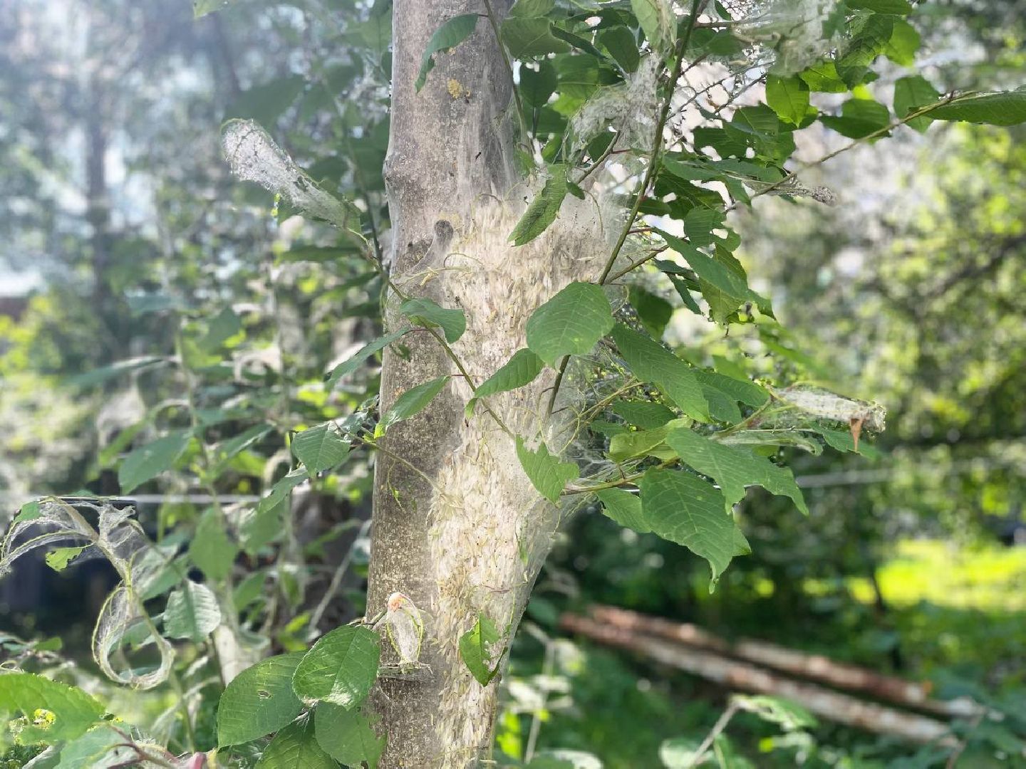 Сергиев Посад, Сергиево-Посадский городской округ, Черёмуха, Моль, Гусеницы, Природа