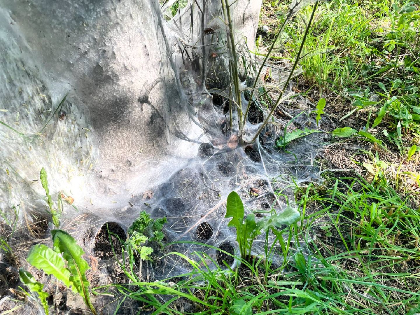 Сергиев Посад, Сергиево-Посадский городской округ, Черёмуха, Моль, Гусеницы, Природа