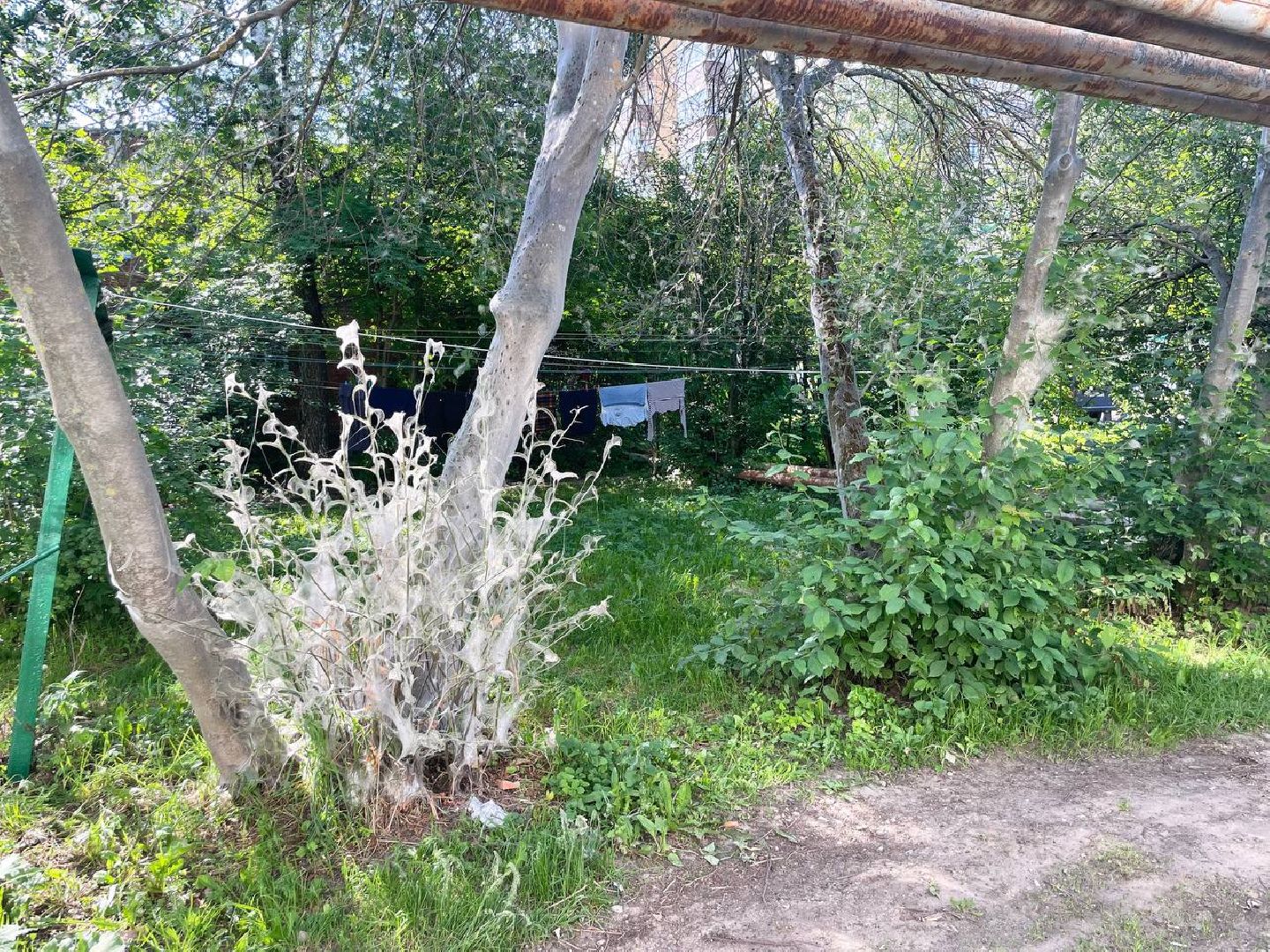 Сергиев Посад, Сергиево-Посадский городской округ, Черёмуха, Моль, Гусеницы, Природа